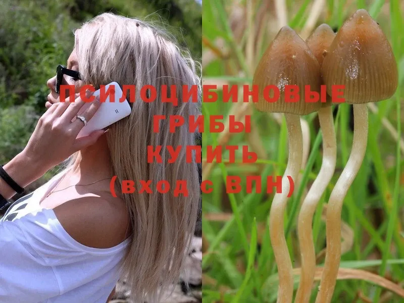 Псилоцибиновые грибы Psilocybe  купить закладку  Великие Луки 